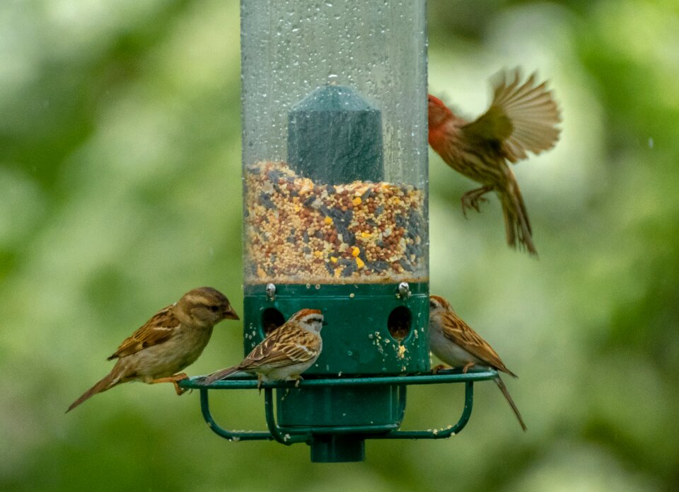 Wildlife animal food