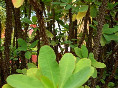 Euphorbia milii var. splendens in Charlotte Amalie, St. Thomas, United States Virgin Islands.