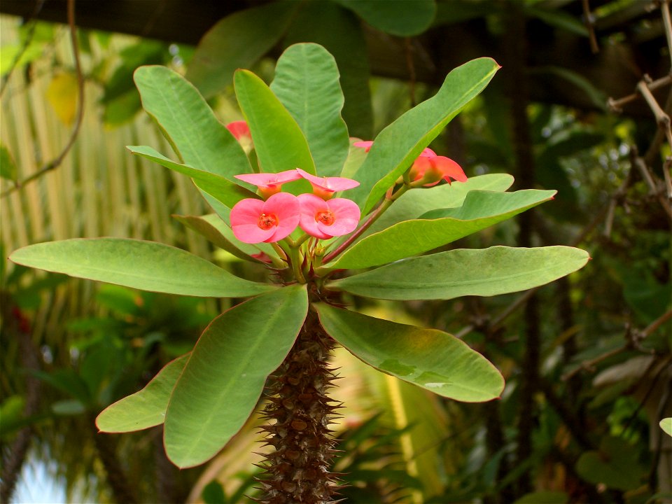 Euphorbia milii var. splendens in Charlotte Amalie, St. Thomas, United States Virgin Islands.