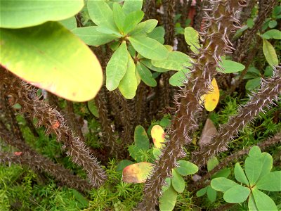 Euphorbia milii var. splendens in Charlotte Amalie, St. Thomas, United States Virgin Islands. photo