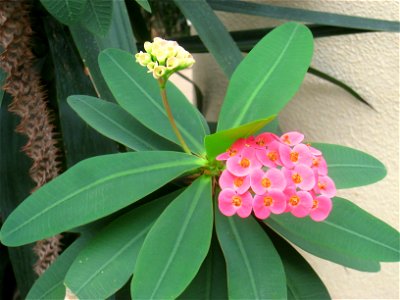 Euphorbia milii 'Keysii'. Hong Kong Park Conservatory in Hong Kong Park, Hong Kong.