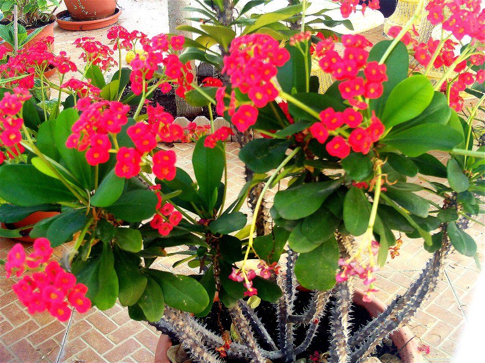Euphorbia milii red flower, Torrelamata, Torrevieja, Alicante, Spain