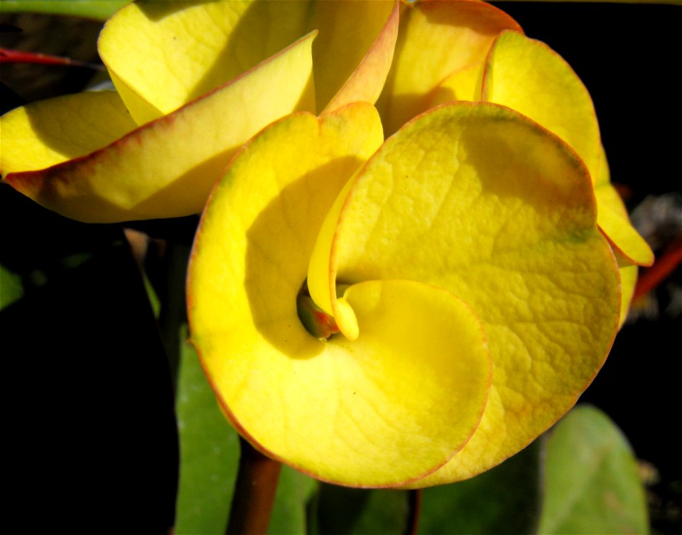 Euphorbia milii 'Lemon Meringue' at San Diego Botanic Garden in Encinitas, California, USA. Identified by sign.
