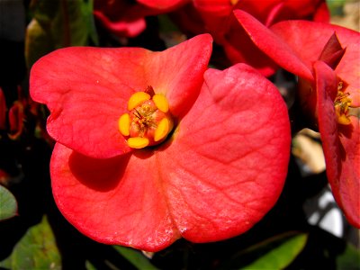 Euphorbia milii 'Pink Cupcake' at San Diego Botanic Garden in Encinitas, California, USA. Identified by sign. photo