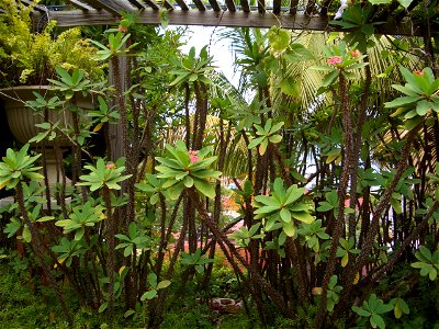 Euphorbia milii in Charlotte Amalie, St. Thomas, United States Virgin Islands. photo