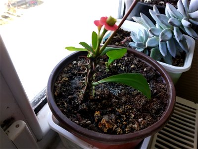 saksıda Euphorbia milii photo