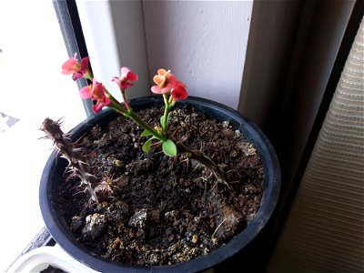 saksıda Euphorbia milii