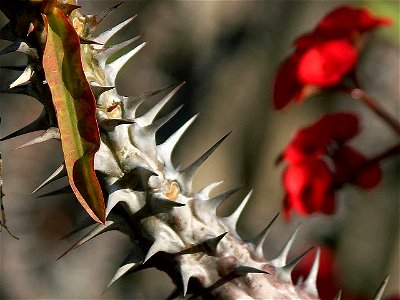 Image title: Spines on an Euphorbia
Image from Public domain images website, http://www.public-domain-image.com/full-image/flora-plants-public-domain-images-pictures/flowers-public-domain-images-pictu