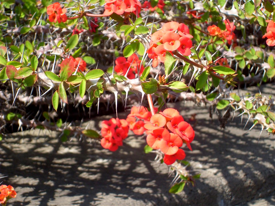 Unidentified plant, Mexico