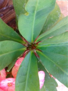 ஐங்கோணக் கள்ளி 
Botanical name - Euphorbia milli 
Common name -  Crown-of-thorns
Some folk in world  use it as a cure for cancer ;  Euphorbia milii can curb the spread of Schistosomiasis, a disea
