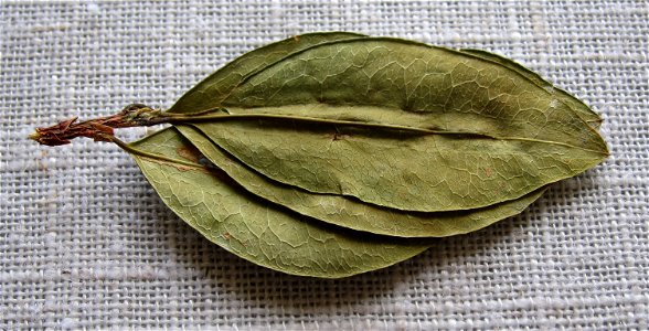 Three coca leaves on one stem (auspicious in Quechua culture).
