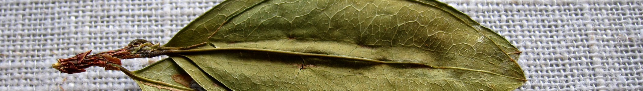 Three coca leaves on one stem (auspicious in Quechua culture), cropped to 7:1 for Wikivoyage banner.