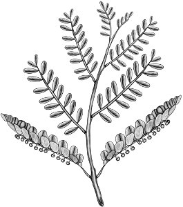 Phyllanthus niruri BYN