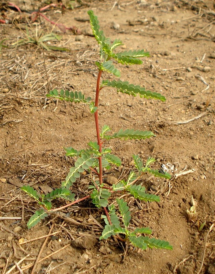 Planta del género Phyllanthus y especie niruri