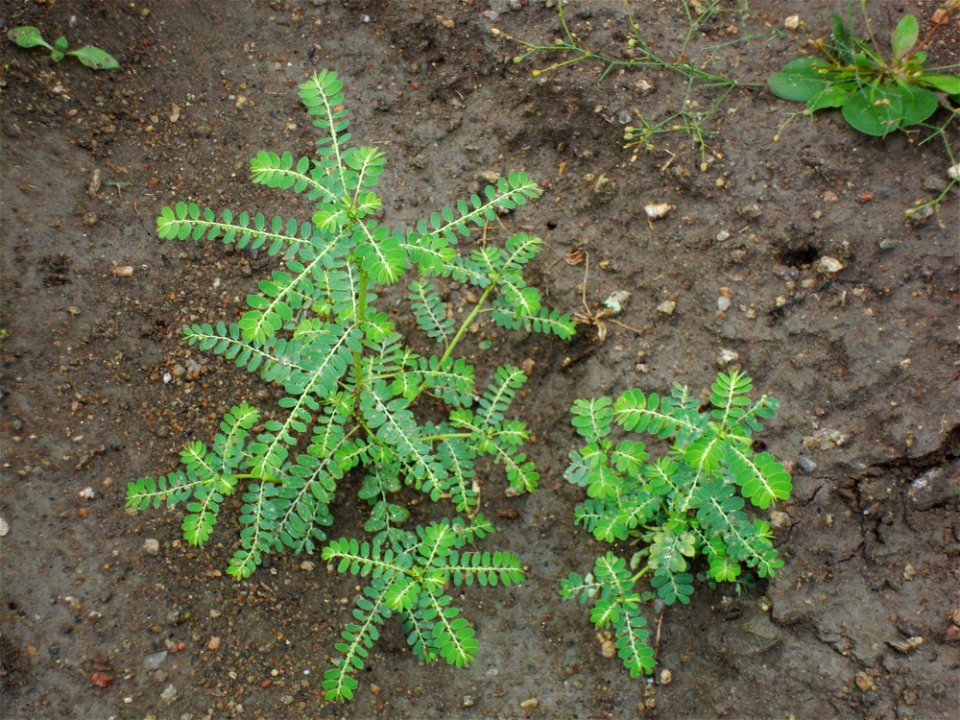 The annual herb Phyllanthus amarus is a widespread tropical plant. Also Phyllanthus niruri