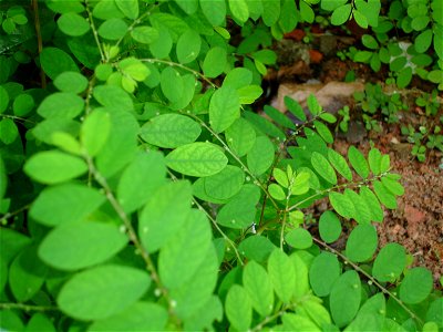 Quebra-Pedra. Phyllanthus niruri