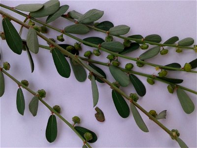 கீழா நெல்லி Botanical name - Phyllanthus niruri Common name – Stonebreaker Time tested Tamil Siddha medicinal plant is this ; Cures Jaundice; Lever- oriented diseases are also cured . S.Sou photo