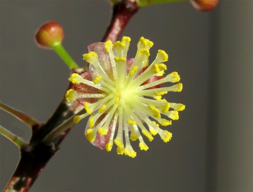 Flor masculina de Codiaeum variegatum (Euphorbiaceae).