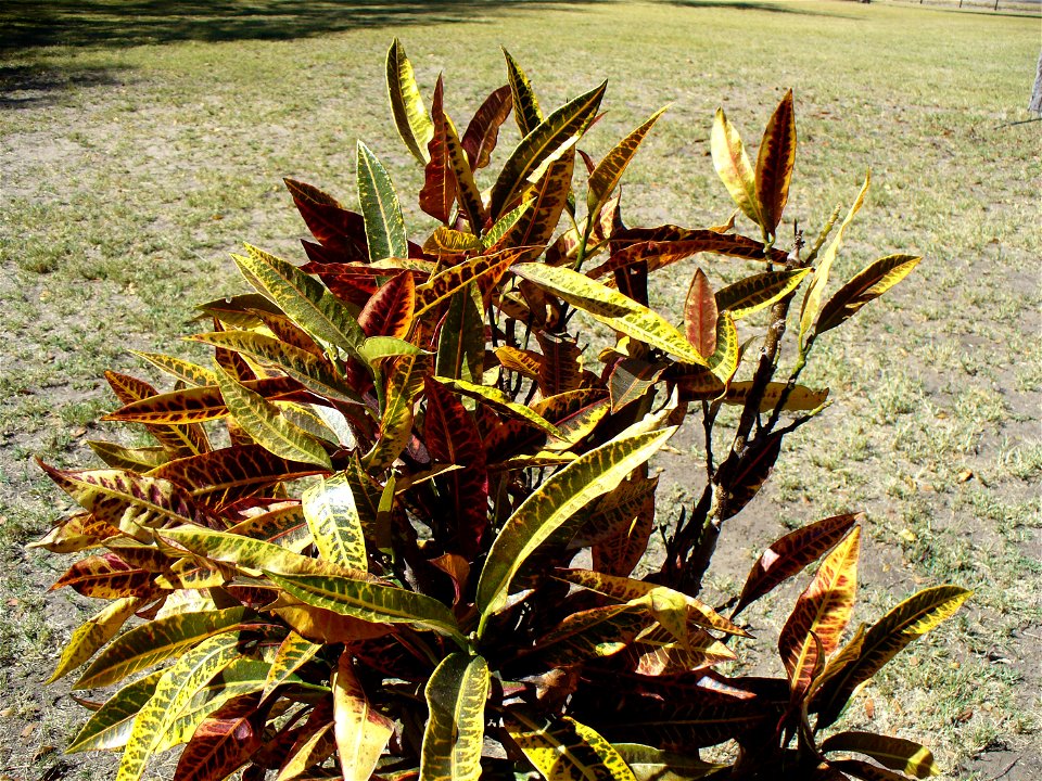 I am the originator of this photo. I hold the copyright. I release it to the public domain. This photo depicts a bush.