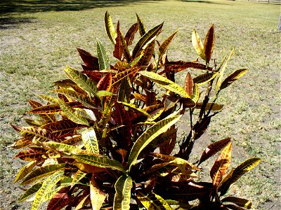 I am the originator of this photo. I hold the copyright. I release it to the public domain. This photo depicts a bush.