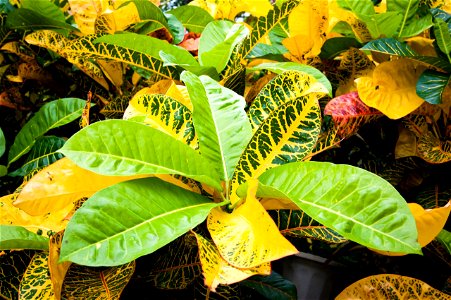 Codiaeum variegatum in Miyako-jima, Okinawa Prefecture
