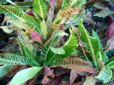 Codiaeum variegatum