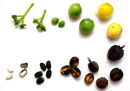 Entwicklung der Frucht der Jatropha curcas