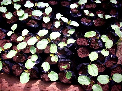 Jatropha curcas seedlings in Nicaragua, photo taken at Quinta Silesia in Tipitapa by Ing. Carlos Donaire