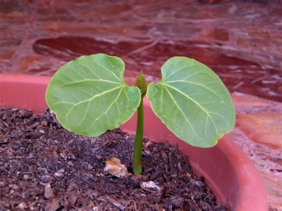 Plantula di Jatropha curcas