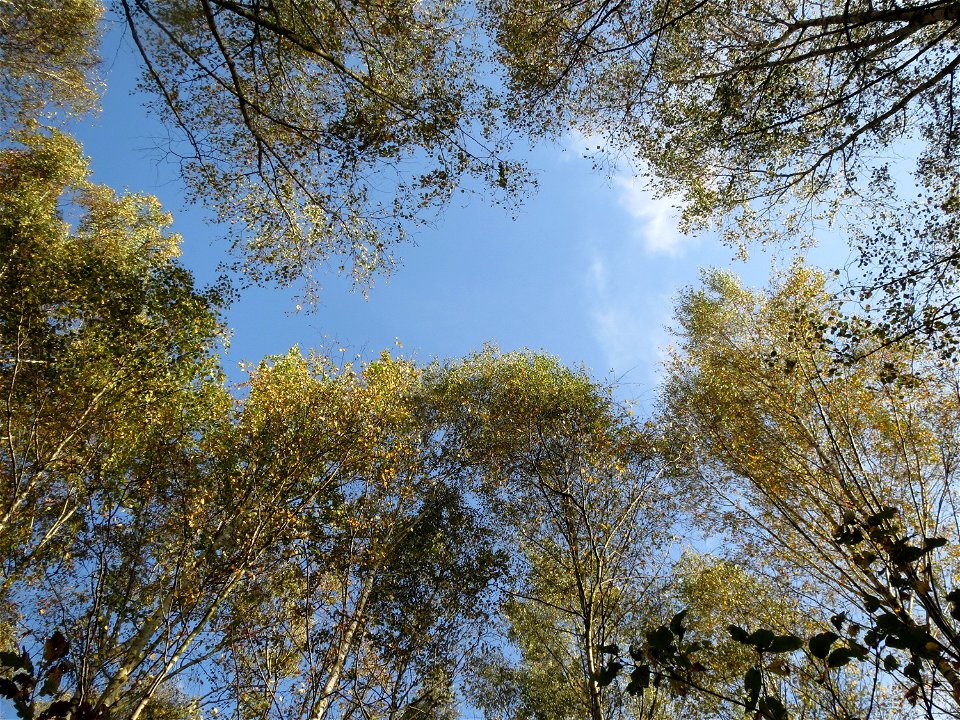 Zitterpappel (Populus tremula) im Naturschutzgebiet St. Arnualer Wiesen
