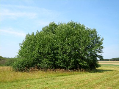 Zitterpappel (Populus tremula) im Naturschutzgebiet Mürmes