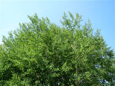 Zitterpappel (Populus tremula) im Naturschutzgebiet Mürmes
