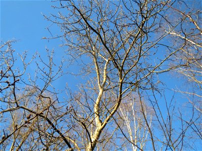 Zitterpappel (Populus tremula) im Naturschutzgebiet "St. Arnualer Wiesen"