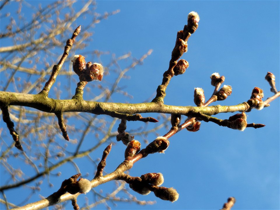 Zitterpappel (Populus tremula) im Naturschutzgebiet "St. Arnualer Wiesen"