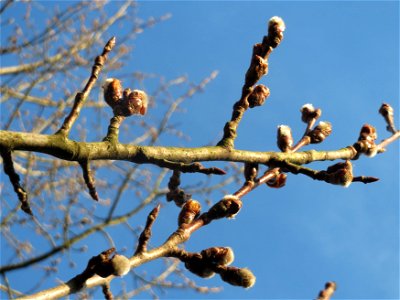 Zitterpappel (Populus tremula) im Naturschutzgebiet "St. Arnualer Wiesen"