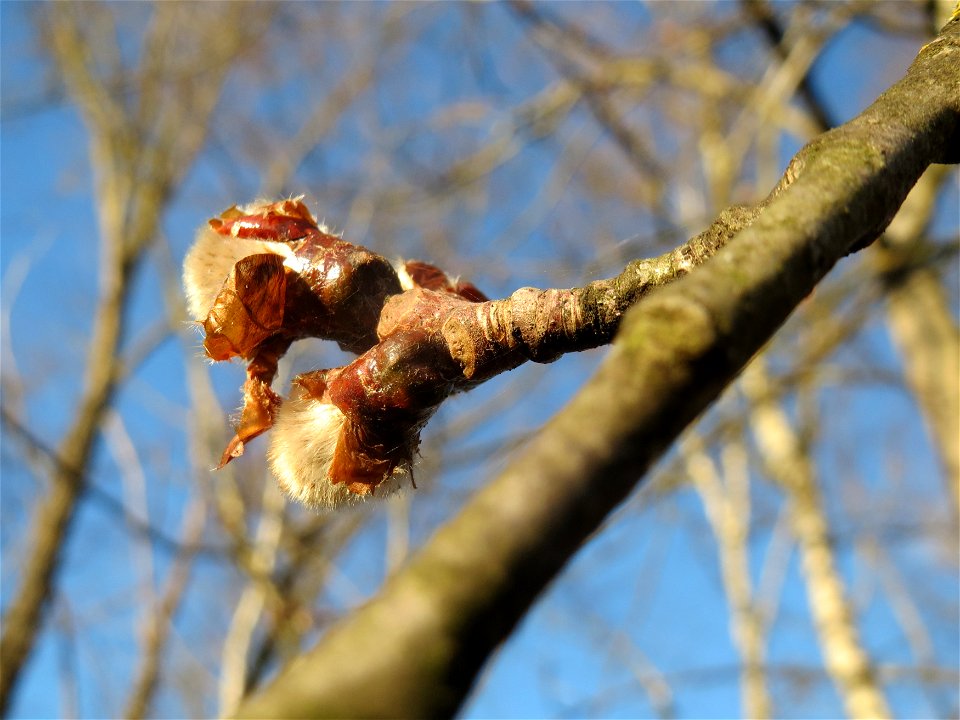 Zitterpappel (Populus tremula) im Naturschutzgebiet "St. Arnualer Wiesen"