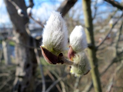 Zitterpappel (Populus tremula) im Hockenheimer Rheinbogen