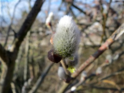 Zitterpappel (Populus tremula) im Hockenheimer Rheinbogen