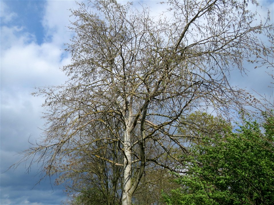 Zitterpappel (Populus tremula) im Naturschutzgebiet Alter Bahndamm im Hockenheimer Rheinbogen