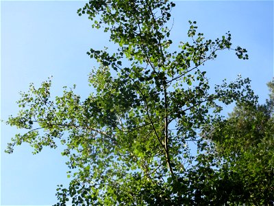 Zitterpappel (Populus tremula) im Schwetzinger Hardt