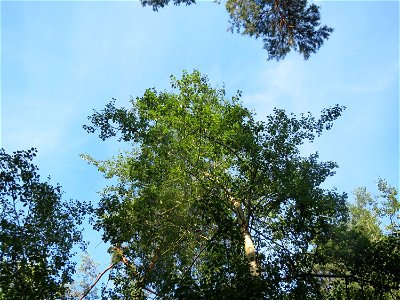 Zitterpappel (Populus tremula) im Schwetzinger Hardt photo