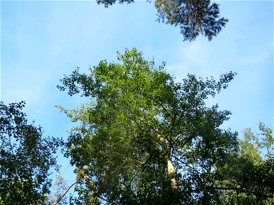 Zitterpappel (Populus tremula) im Schwetzinger Hardt