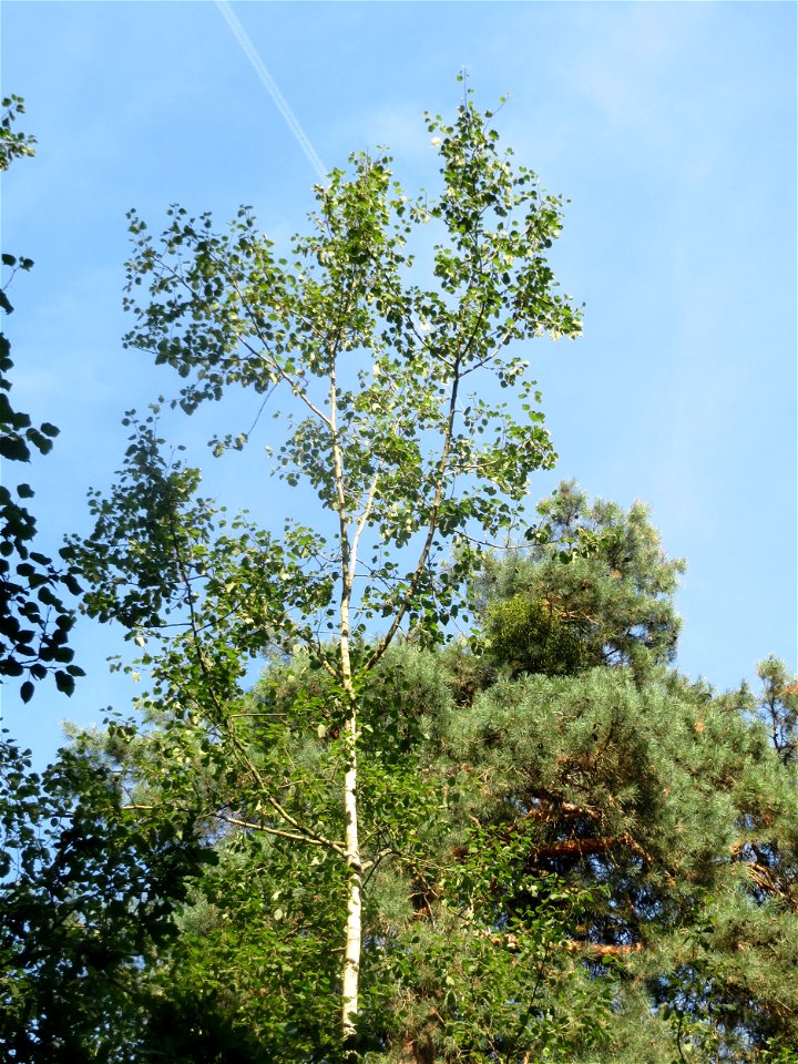 Zitterpappel (Populus tremula) im Schwetzinger Hardt
