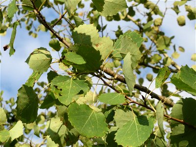 Zitterpappel (Populus tremula) im Schwetzinger Hardt