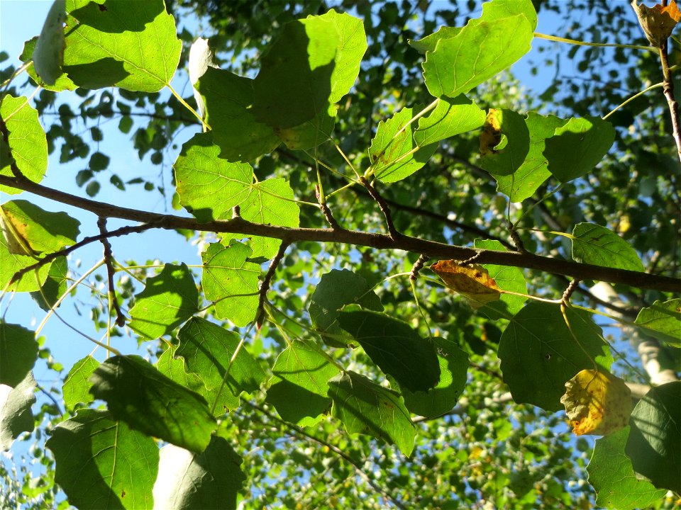 Zitterpappel (Populus tremula) an der Habsterhöhe in Alt-Saarbrücken