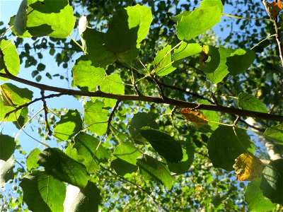 Zitterpappel (Populus tremula) an der Habsterhöhe in Alt-Saarbrücken