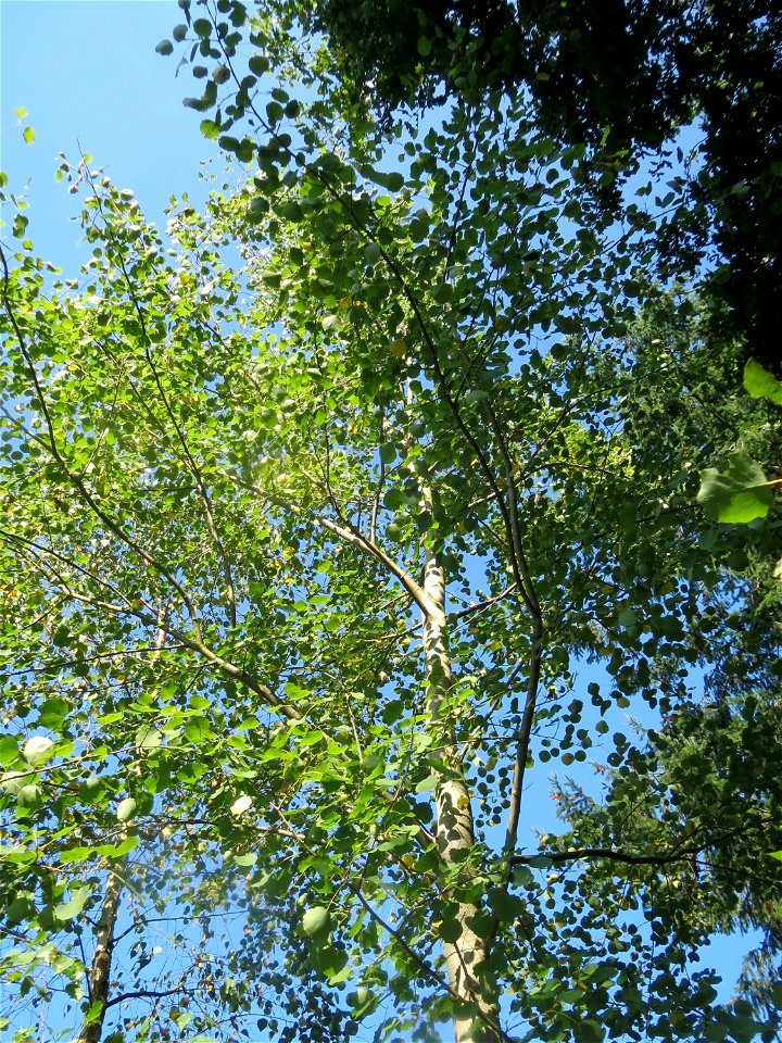 Zitterpappel (Populus tremula) an der Habsterhöhe in Alt-Saarbrücken