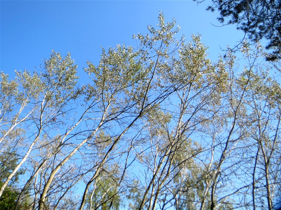 Zitterpappel (Populus tremula) am Hockenheimer Baggersee in der Schwetzinger Hardt