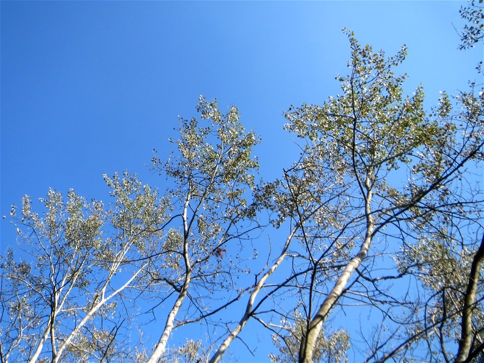 Zitterpappel (Populus tremula) am Hockenheimer Baggersee in der Schwetzinger Hardt