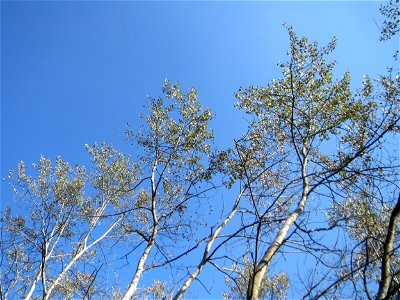 Zitterpappel (Populus tremula) am Hockenheimer Baggersee in der Schwetzinger Hardt